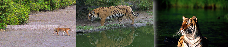 Beauty of Sundarbans