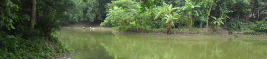 ১১নং নিজামপুর ইউনিয়নের বেতনা নদী , শার্শা-যশোর।